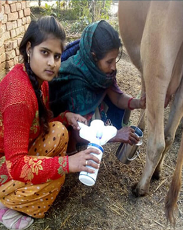 California Mastitis Test