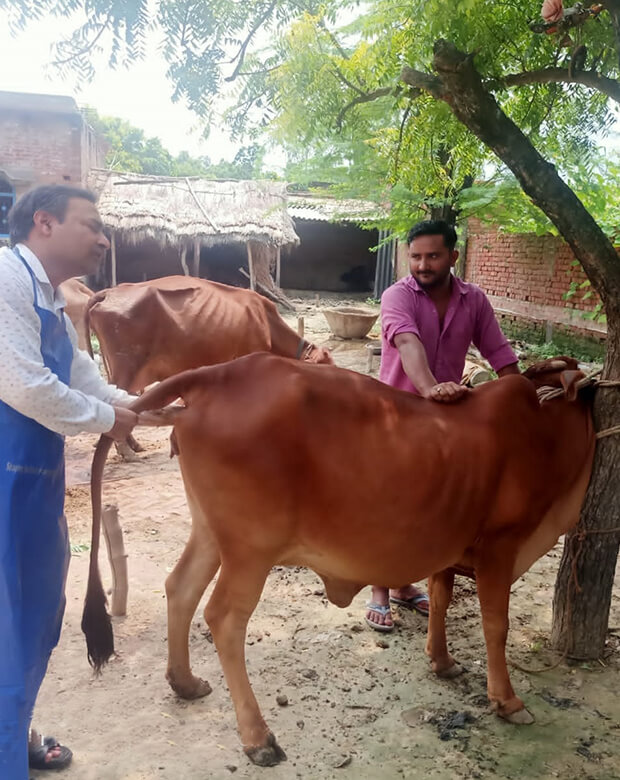 Artificial Insemination - Shwetdhara Milk Producer Company Limited